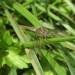 Orthetrum brunneum femelle